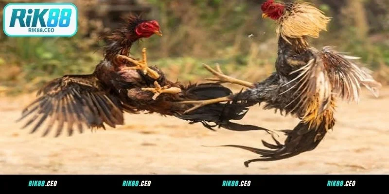 Ưu điểm nổi bật tại chuyên mục đá gà RIK88